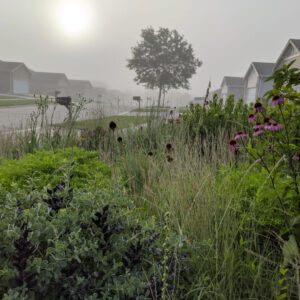 Foggy sunrise over a suburban street creating an eerie glow among gthis native plant prairie bed converted from lawn.