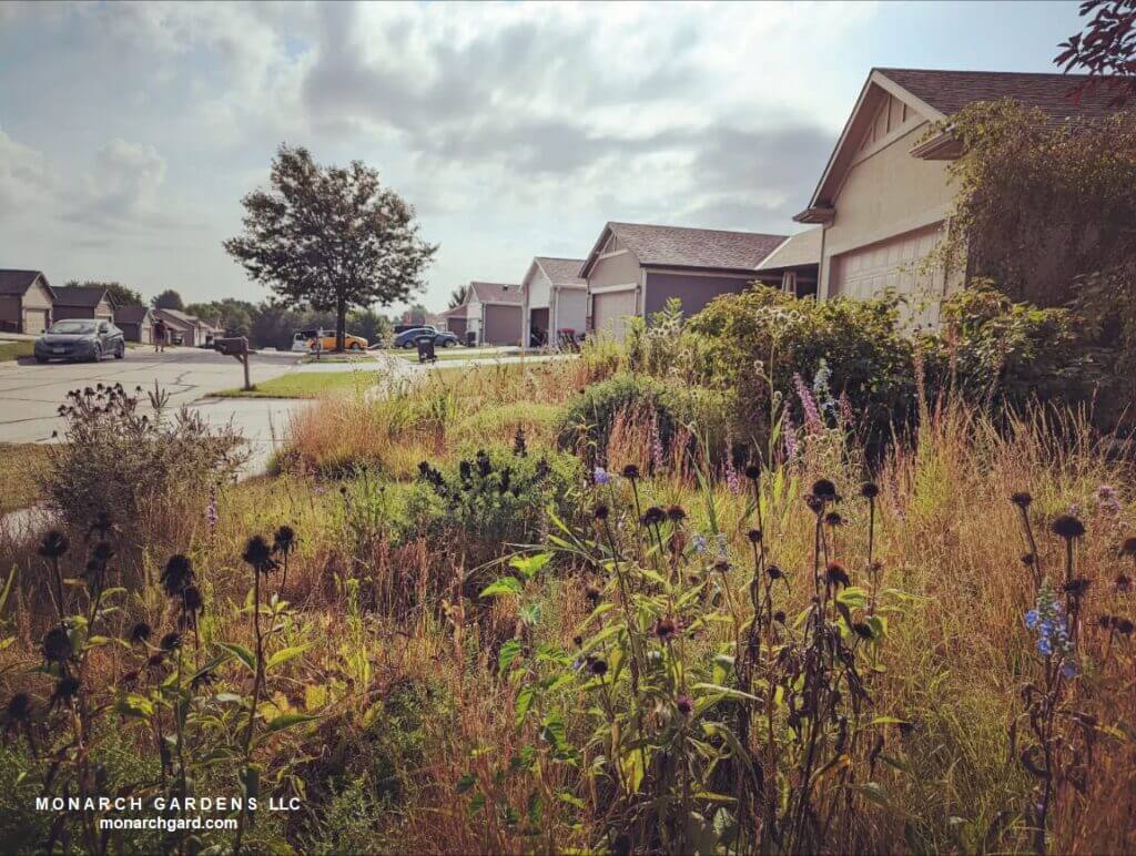Late summer in a suburban front yard meadow garden featuring the blooms of salvia azurea and liatris aspera, alongside the black seed heads of echinacea purple coneflower.