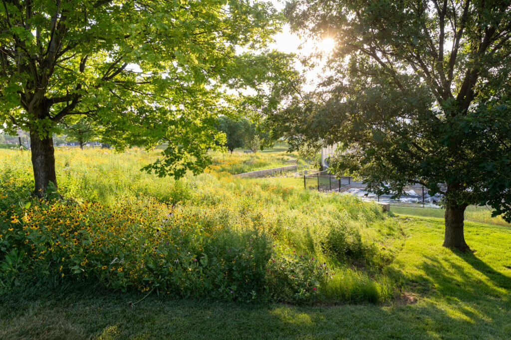 Morning sun poking through tress across the flowering meadow at bellevue university. This space used to be lawn but is now more sustainable and serves as a living lab for college students from the sciences.