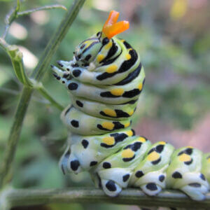 black swallowtail caterpillar feeding on fennal plant