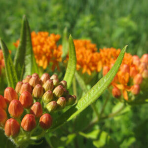 native forb asclepias tuberosa blooms and buds