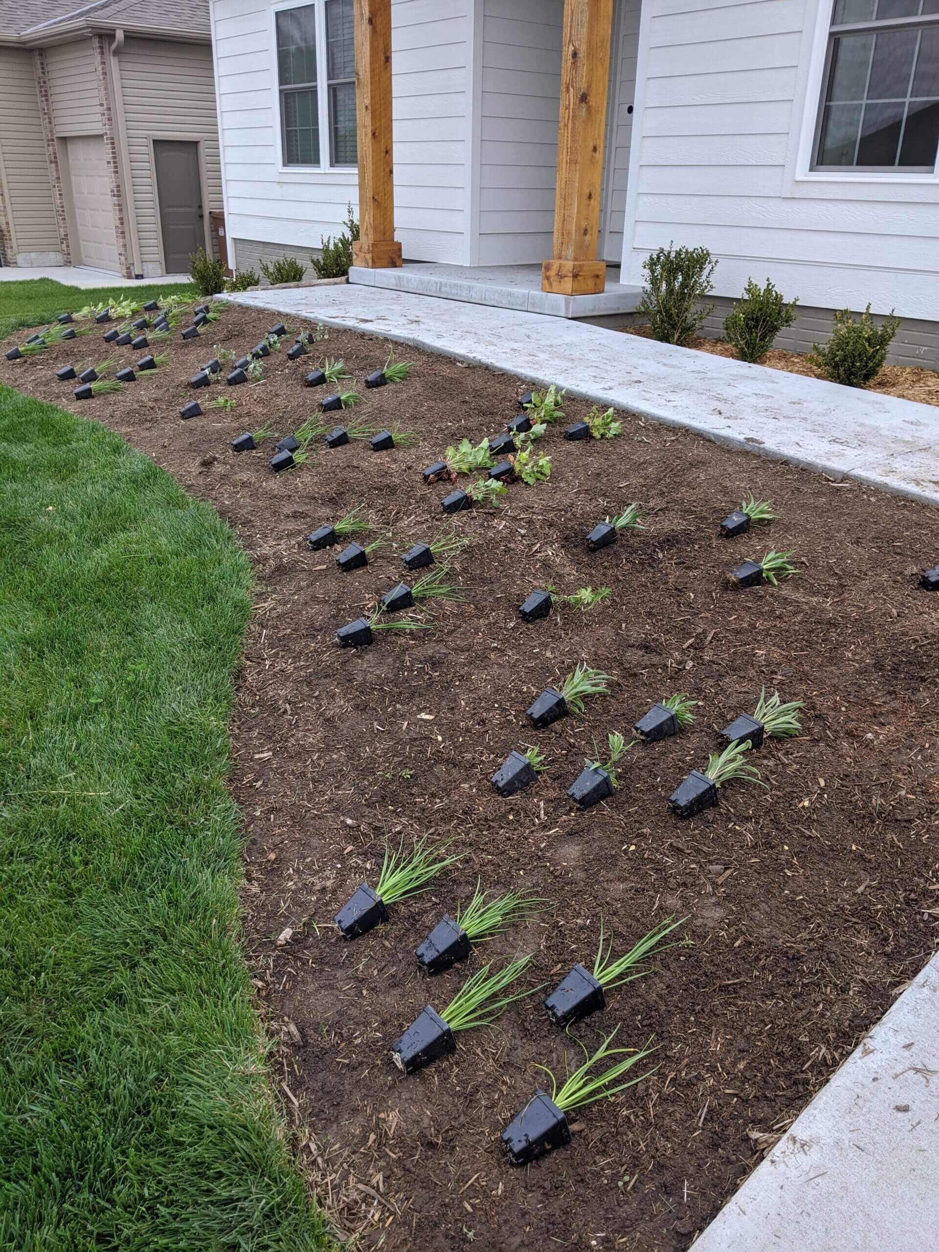 Native plants plugs laid out in a new front yard sidewalk bed.