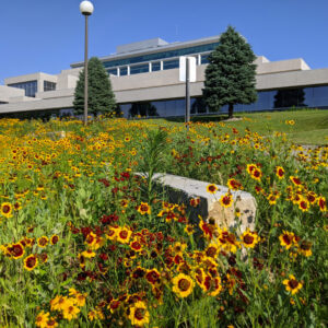 a large early succession prairie garden at bellevue university in nebraska features annual flowers in the first 1-2 years including coreopsis tinctoria.