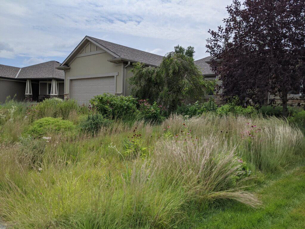 Suburban front yard where lawn was removed and replaced with a native plant community. It's lush and helps reduce stormwater runoff, cleans and cools the air, and provides habitat for beneficial wildlife that literally make our world run.