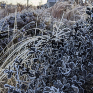 winter frost coats the black leaves of baptisia minor and the arching stems of grasses like bouteloua curtipendula in winter.