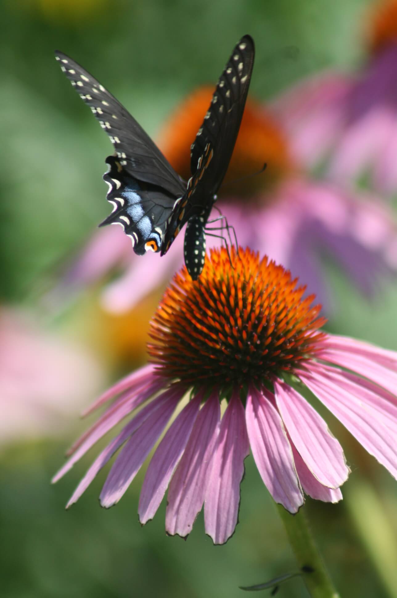 Black swallowtail butterfly perched with wind open atop a purple coneflower bloom as it gathers nectar.