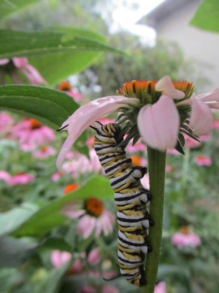 fight instar monarch caterpillar resting beneath the bloom of a purple coneflower blossom.
