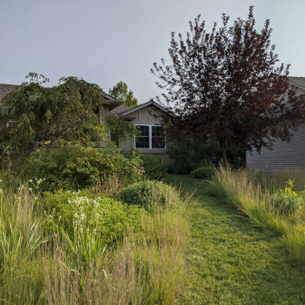 suburban fron yard prairie garden with lawn pathway 3