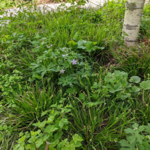 A small bed shade bed planting of native plants that like it dark including geranium maculatum, thalictrum dioicum, aquilegia canadensis, packera aurea, carex blanda, and carex albicans.