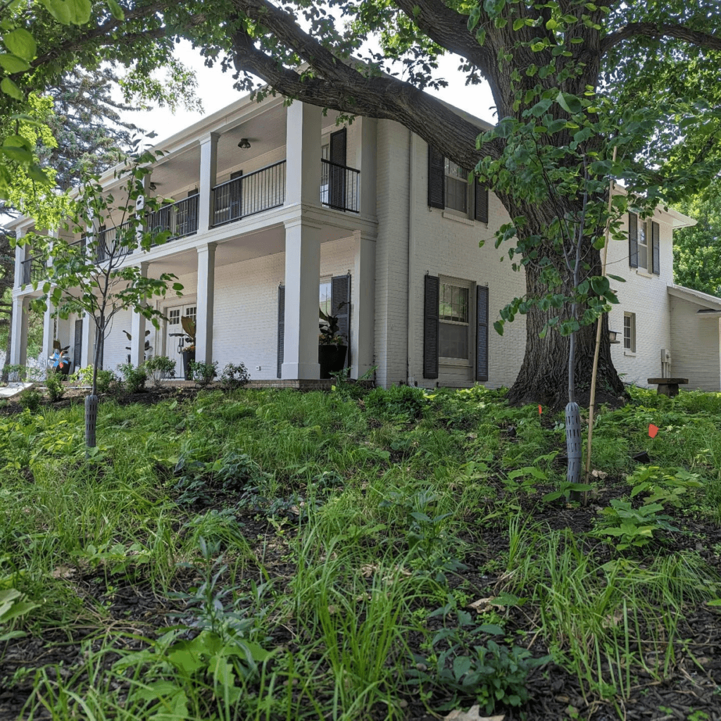 A young shade meadow planting under a mature oak tree next to an urban home. The native plants, composed of sedge and dozens of flower species, is taking over for lawn and hosta.