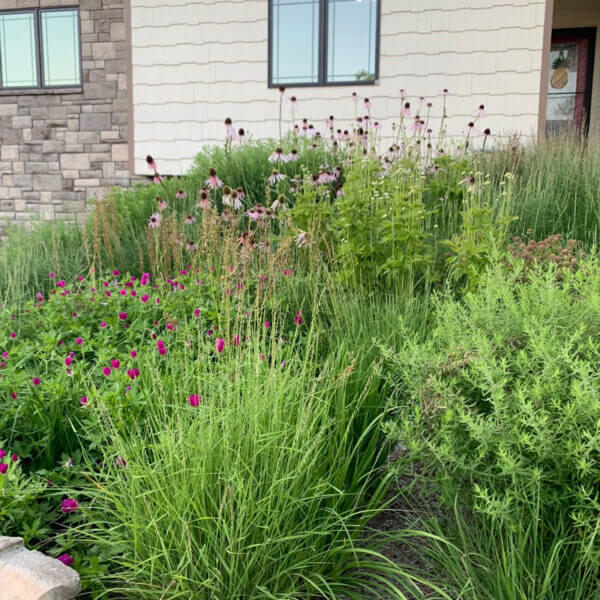 Foundation bed lawn to meadow garden conversion featuring drought tolerant native plants. Plants in bloom are Coreopsis, Echinacea pallida, and Anemone virginiana among a matrix or living green mulch of Bouteloua gracilis and Bouteloua curtpiendula. The plants were specifically chose for their low height and clumping behavior for this highly visible front yard landscape.