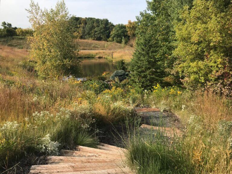 Wood steps leading down through a prairie landscape in autumn with bright colors of the white Symphyotrichum ericoides and yellow Solidago canadensis as the grasses turn a rust color.