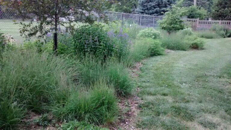 A suburban backyard border full of drought tolerant native plants along the fence, with a traditional lawn in front. Plants in bloom include Verbenea stricta and Pcynathemum tenuifolium.
