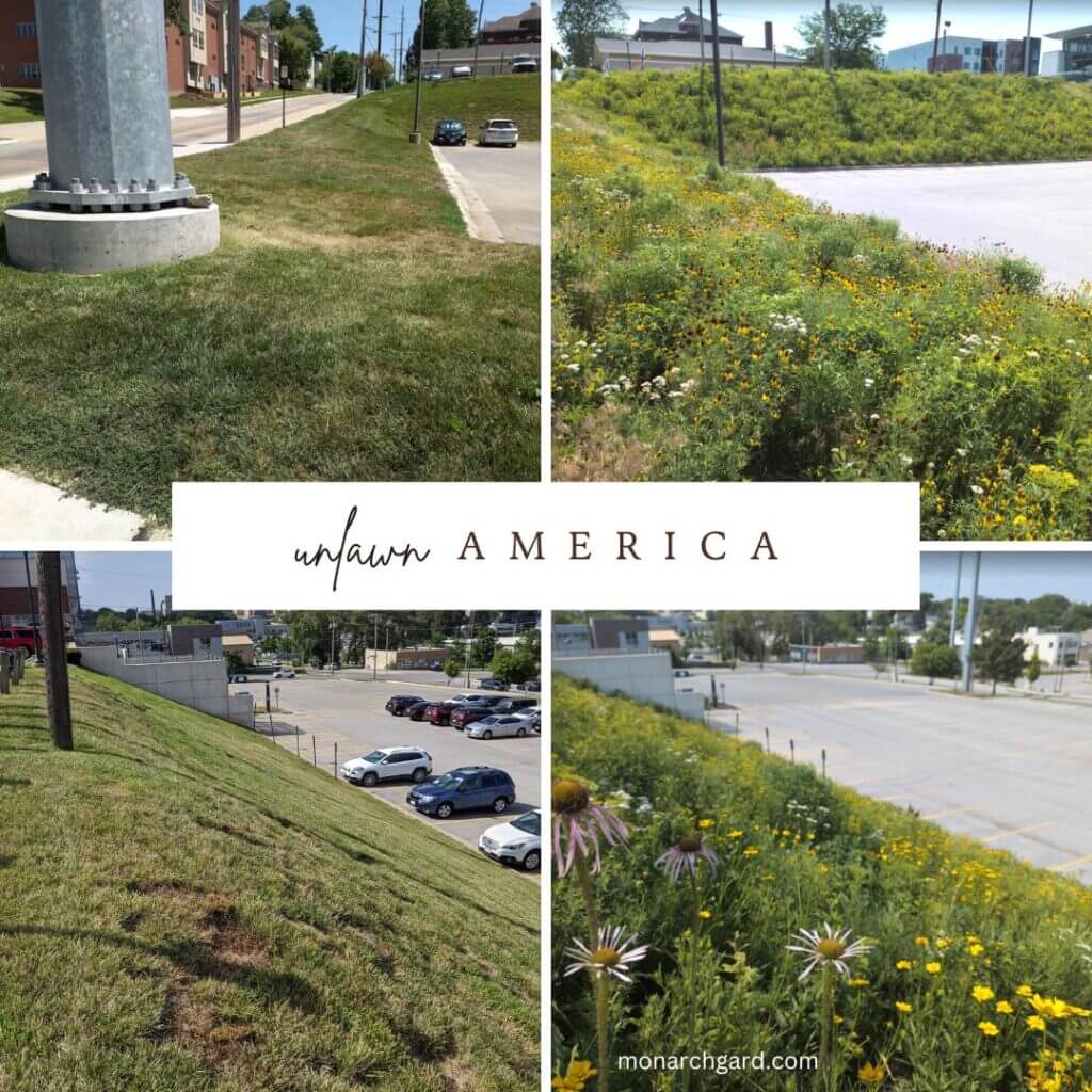 Unlawn America. A collage of before and after images of the lawn to meadow garden conversion at the University of Nebraska Medical center campus in Omaha.