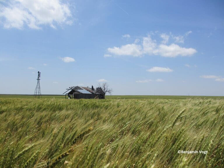 A field of winter red wheat in the foreground gives way to a dilapidated and crumbling barn with windmill in a field just outside Corn, Oklahoma.