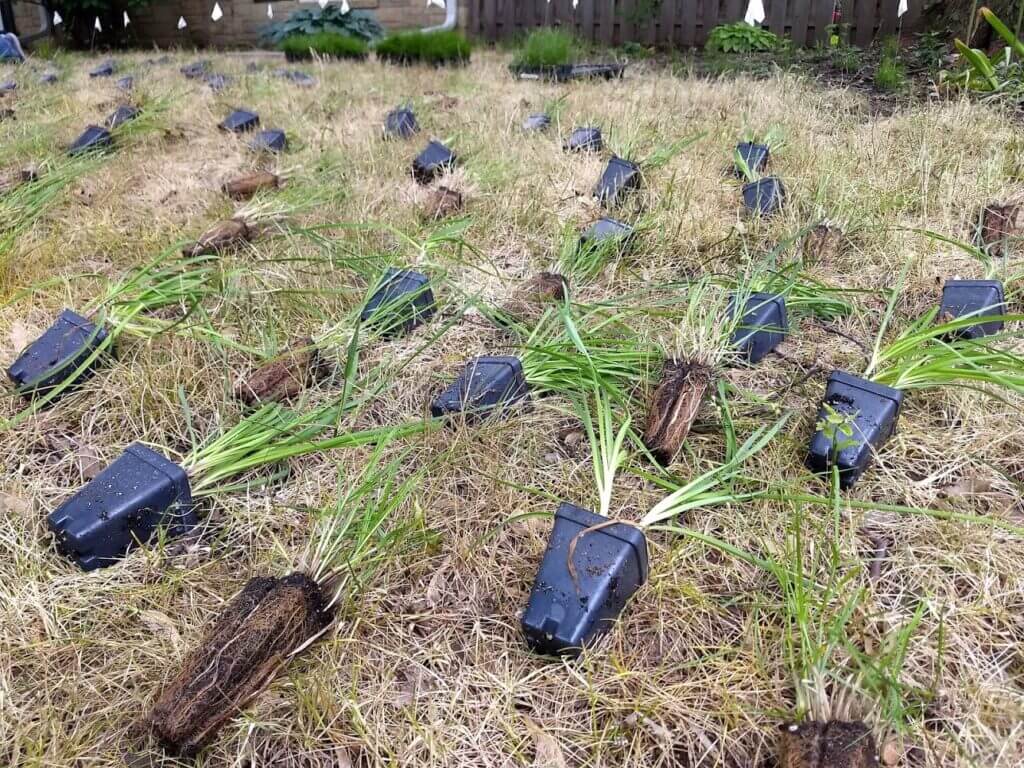 Native plant plugs laid out atop killed lawn before planting of a designed shade meadow garden.
