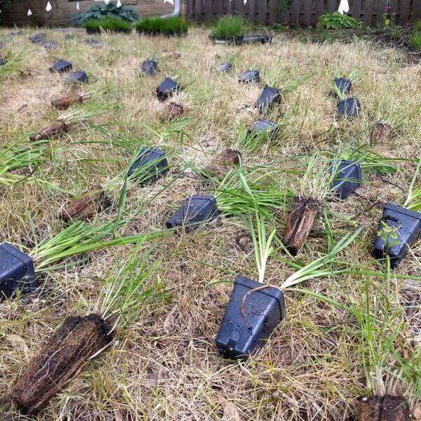 Native plant plugs laid out atop killed lawn before planting of a designed shade meadow garden.