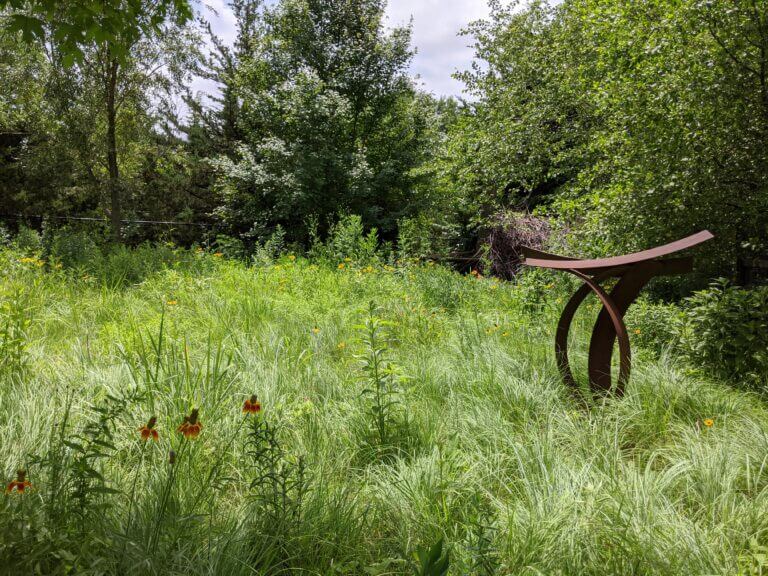 A coreten stell scultpure standing among the shortgrass prairie of a suburban backyard garden in summer. Grasses include Bouteloua curtipendula and Schizachyrium scoparium that move like ocean waves in the breeze.