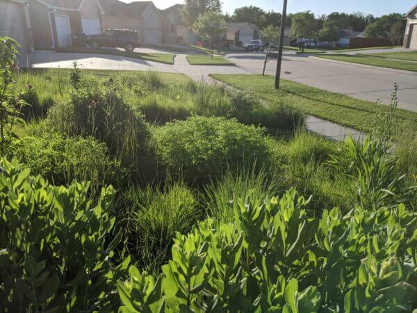 Early summer in a suburban front yard lawn to meadow garden conversion featuring drought tolerant native plants. The different textures and green hues contrast with the concrete street, driveways, and short clipped monoculture lawns in the background.