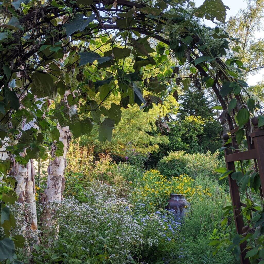 Looking through an arbor toward a native plant garden beyond. Plants in bloom are Eurybia macrophylla, Conoclinium coelestinum, and Helenium autumnale. The arbor and fountain are both cues to care signalling design intention.