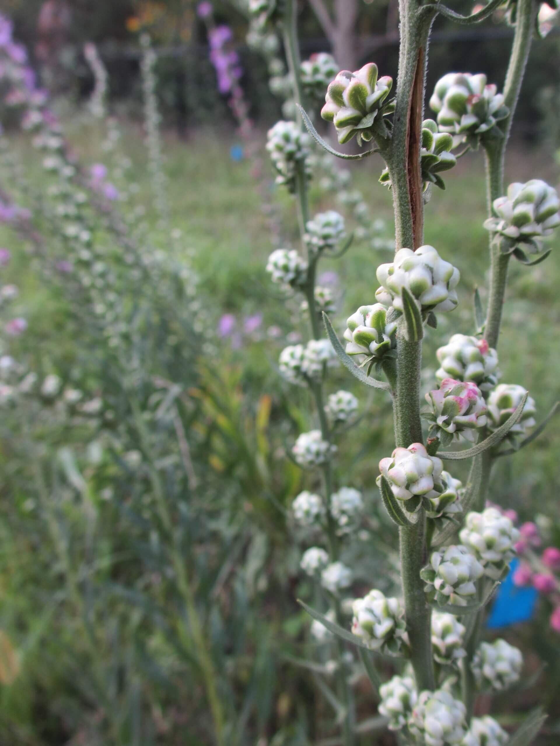 White Liatris aspera buds along the stem of the plant getting ready to burst open in bloom.