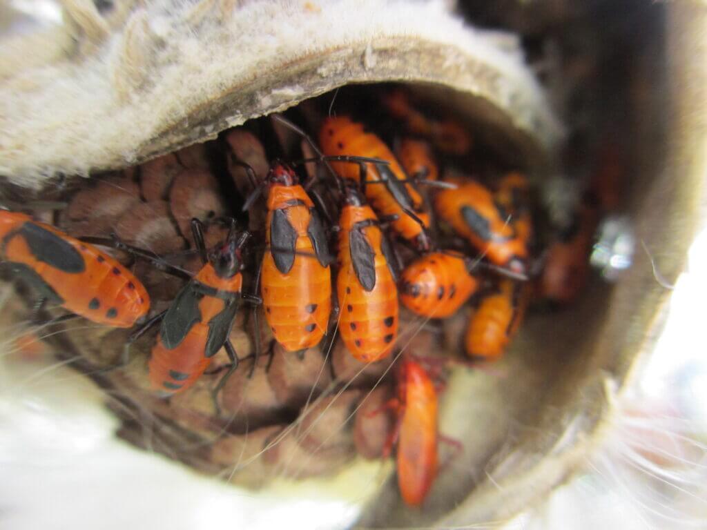 A closeup of lark milkweed bug nymphs in a common milkweed seedpod in autumn as they feed on the seed.