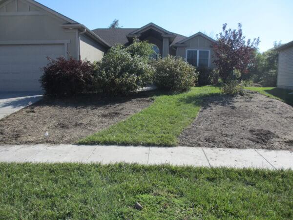 Freshly cut sod from a suburban front yard lawn to meadow garden conversion. A lawn pathway remains between the two beds that will soon host native plants for wildlife habitat.