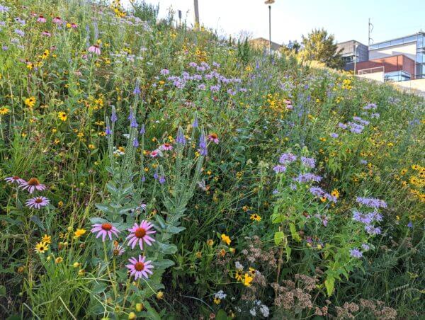 Urban parking lot meadow garden at the University of Nebraska Medical Center in Omaha. Show in bloom are Verbena stricta, Monarda fistulosa, Echinacea purpurea, Ratibida pinnata, and Rudbeckia hirta. This steep hillside never has to be mowed or watered again.