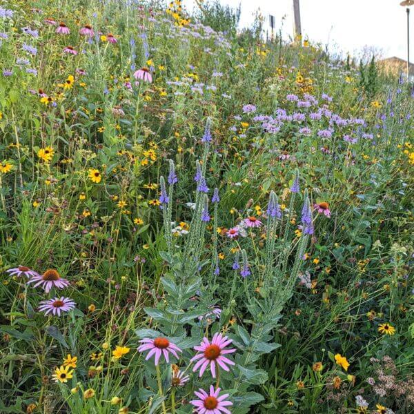Urban parking lot meadow garden at the University of Nebraska Medical Center in Omaha. Show in bloom are Verbena stricta, Monarda fistulosa, Echinacea purpurea, Ratibida pinnata, and Rudbeckia hirta. This steep hillside never has to be mowed or watered again.
