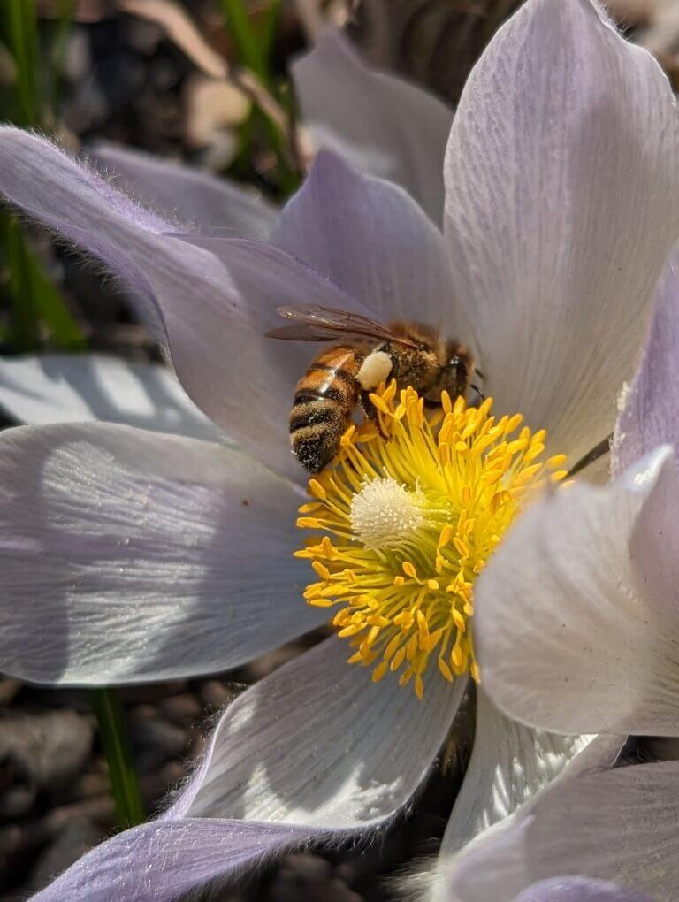 Honey bees on pasque flower, Anemone patens.
