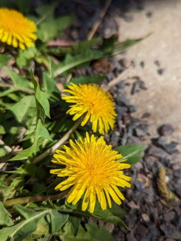 Non native dandelions. They are not the first flower and don't provide good nutrition compared to native spring plants.