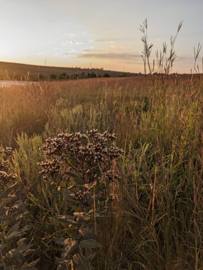 Autumn sunset over a tallgrass prairie that is awasha in a bright glow of orange and copper hues in the bluestem grass. In the foreground is a closeup of an ironweed plant, Vernonia, going to seed.