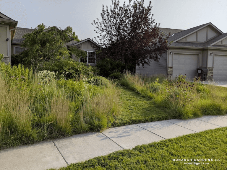 A six foot wide lawn pathway slide down he middle of two native plant meadow beds in a suburban front yard conversion. Lawn was also left in the hellstrip along the sidewalk to further tie into the traditional, high maintenance neighborhood landscape as a cue to care.