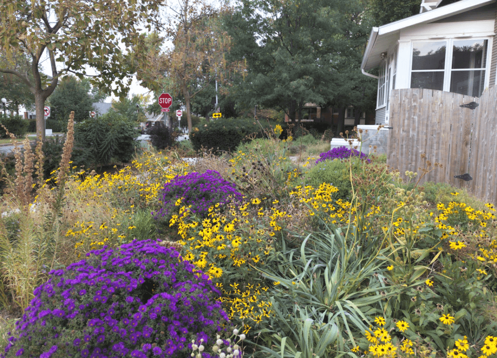 A transitioned urban Omaha front yard from lawn to native plant meadow garden. Shown in bloom are Rudbeckia fulgida and purple dome aster. The homeowner was tired of paying someone to mow and wasting resources with water and fertilizer.