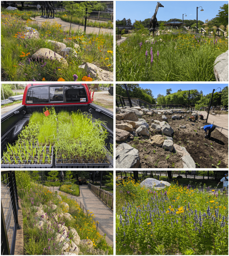 Six before and after images of a zoo garden being planted using the book Prairie Up as guide and inspiration.