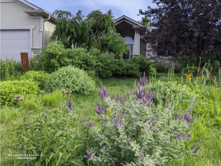 Leadplant, Amorpha canscens, blooming in a suburban front yard lawn to native plant garden transformation.