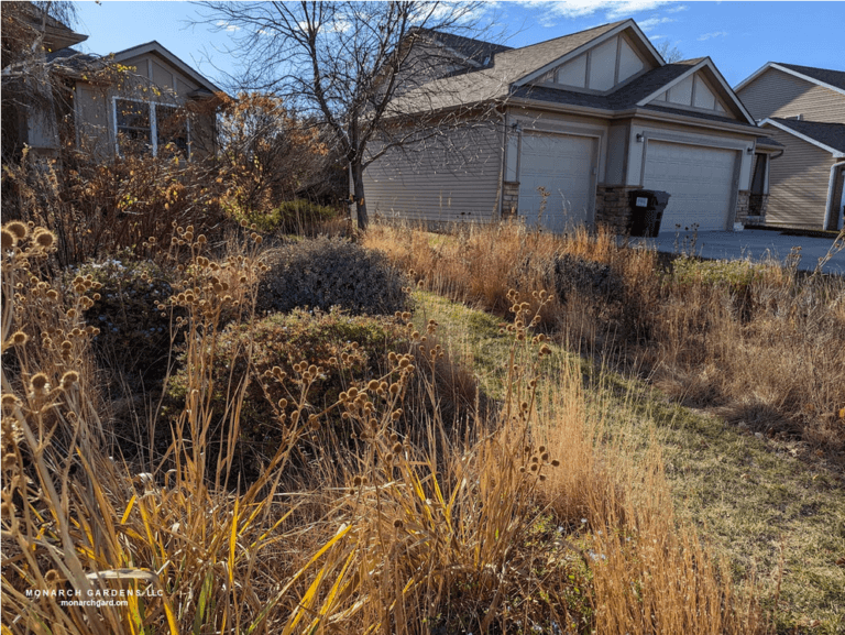 Autumn image of prairie grasses and dead forbs in a front yard prairie garden. The copper of little bluestem contrasts with the black seed pods of Baptisia minor and the brown globes of rattlesnake master.