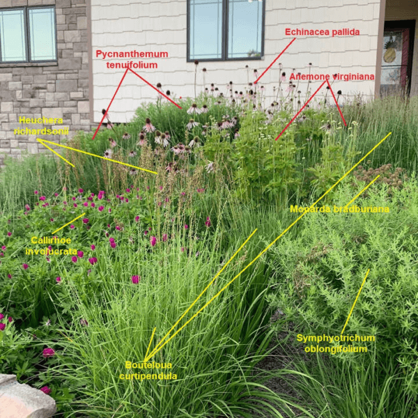 Close up of labeled plants used in a small foundation bed of native prairie plants that replaced lawn.