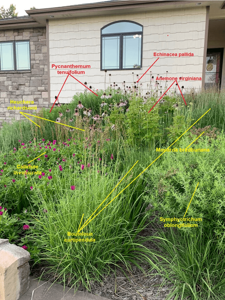 Close up of labeled plants used in a small foundation bed of native prairie plants that replaced lawn.