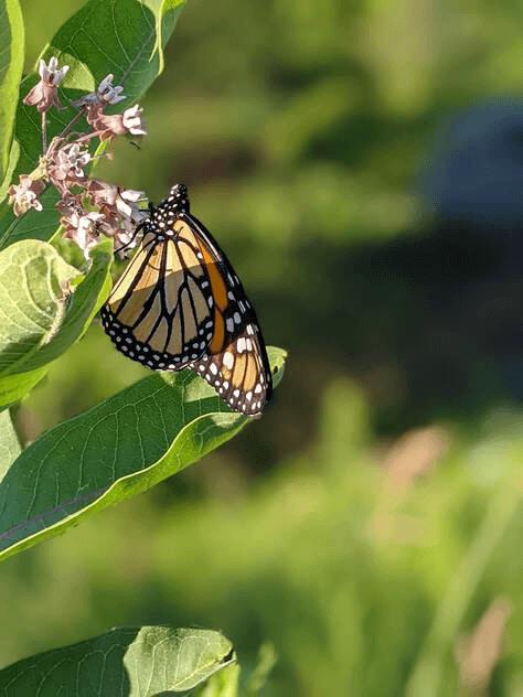 Monarch butterfly nectaring on common milkweed.