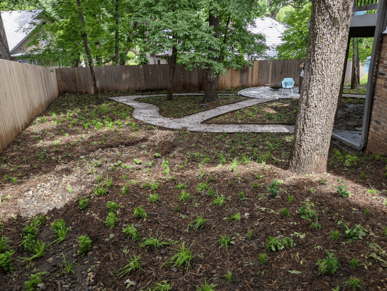 A large suburban backyard shade meadow garden just after installation. This space features lots of sedge plugs like Carex albicans, Carex blanda, and Carex sprengelii.