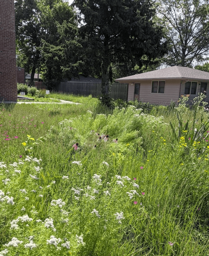 Business building front yard lawn to meadow garden conversion with native flowers in bloom among a matrix of green mulch of Bouteloua curtipendula. Flowers in bloom are Pycnanthemum tenuifolium, Echinacea pallida, and Callirhoe involucrata.