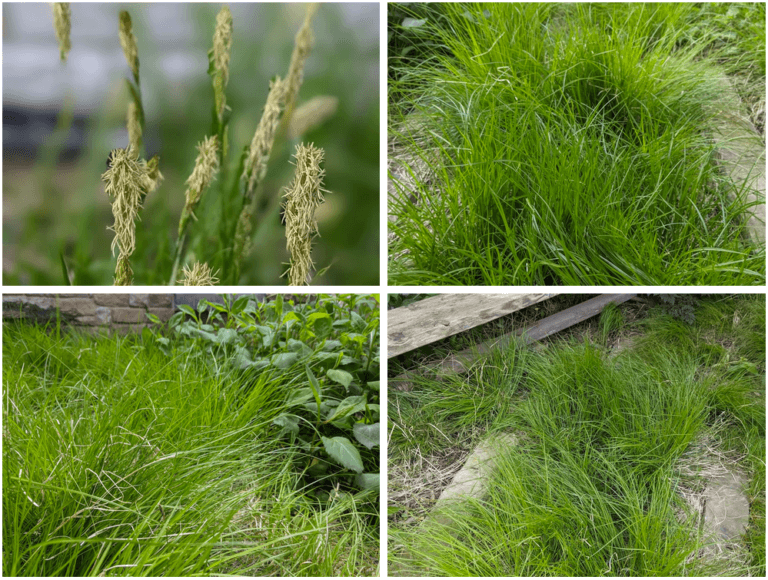 A collage of sedge including Carex albicans and Carex pensylvanica, which are great matrix plants to replace lawn in a shade garden.