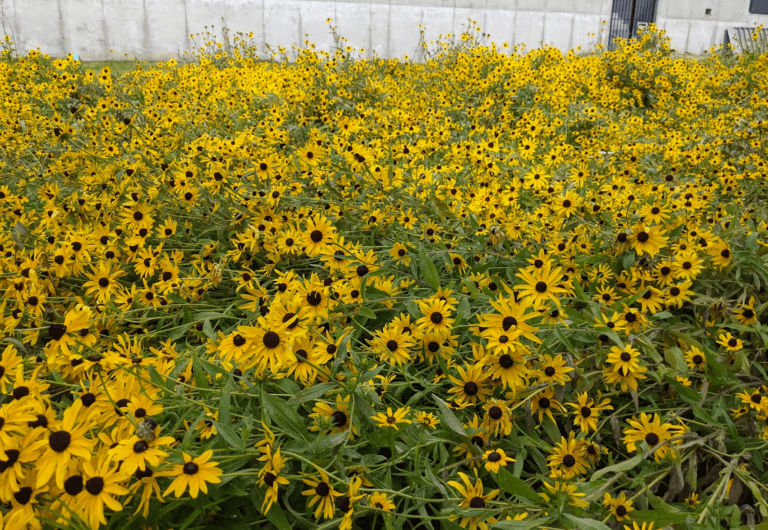 A wild tangle of Rudbeckia hirta, black-eyes susan, in bloom in an early-succession backyard meadow landscape.