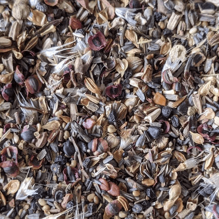 Closeup of mixed prairie seed ready to be broadcast across a landscape to restore habitat and ecosystem function.