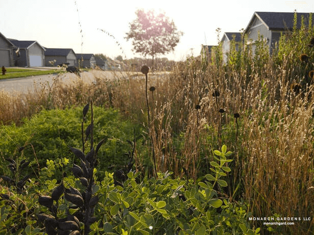 Early fall image of native plant gone to seed including Echincea pallida and Schizachyrium scoparium in a suburban front yard meadow garden.