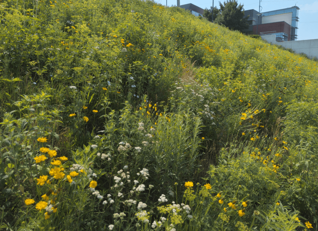 Prairie hillside along a parking lot in Omaha at the University of Nebraska Medical Center. Plant in bloom include Coreopsis, Achillea, and Ratibida.