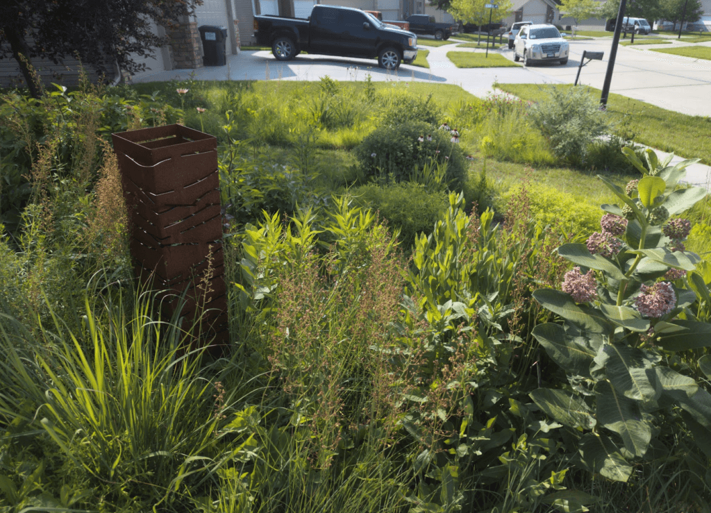 A June image of a sustainable front yard lawn to native plant garden conversion overlooking neighboring lawns and parked cars on the street.