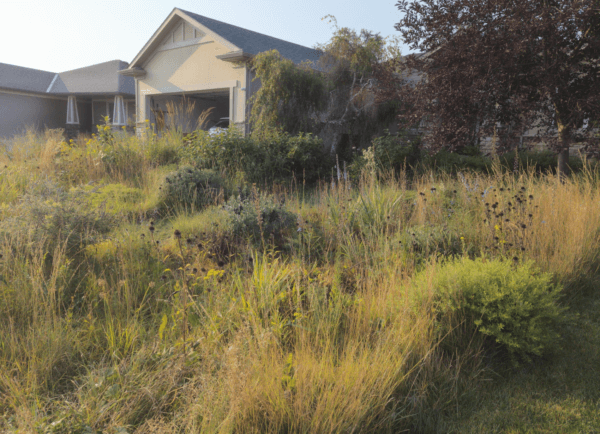 Front yard lawn to meadow garden conversion in suburban Lincoln Nebraska.