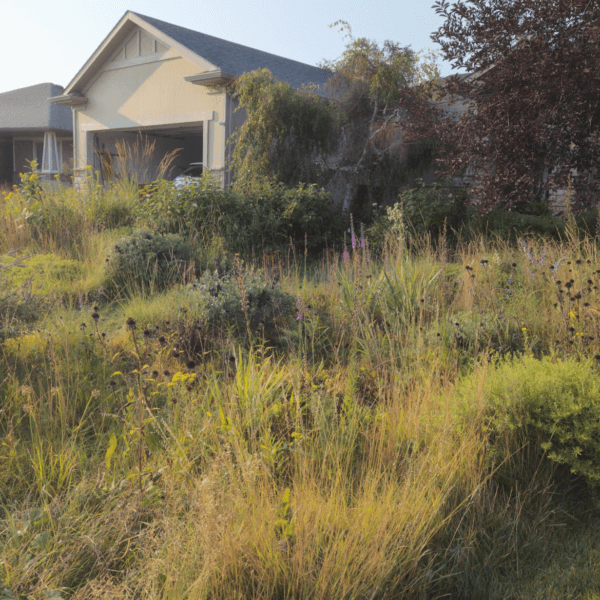 Front yard lawn to meadow garden conversion in suburban Lincoln Nebraska.